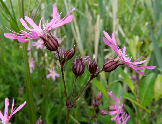 Lychnis flos-cuculi - niittykäenkukan kukat ovat haarojen kärjissä ja haarahangoissa. Kukkaperä on yleensä noin 5-10 mm pitkä. Yhdislehtinen verhiö on 10-suoninen ja kellomainen sekä kärkihampaineen noin 7-11 mm pitkä. Se on kalju ja värisävyltään vihertävä tai kuvan tavoin punaruskea. EH, Hämeenlinna, Pullerinmäki, Tiiriö, Pitkätanhuankadun laitaojan piennar, 16.6.2012. Copyright Hannu Kämäräinen.