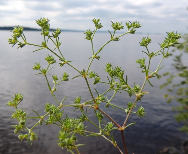 Scleranthus annuus subsp. annuus - viherjäsenruohon subsp. höröjäsenruohon ilmiasu on suomalaisen nimensä mukainen. Kukinto-osan haaromiskulma on leveä. Lehdet ovat nivelkohdissa ruodittomasti vastakkain. Ne ovat vihreät ja lähes neulasmaiset tai tasasoukat sekä tavallisesti noin 8-13 mm pitkät. Ylimpien osakukintojen tukilehdet ovat yleensä kukkien pituiset tai niitä pitemmät. EH, Hattula, Lahdentaka, Vanajaveden Vanajaniemi, Vohlion niemekkeen rantakalliot, 25.6.2016. Copyright Hannu Kämäräinen.