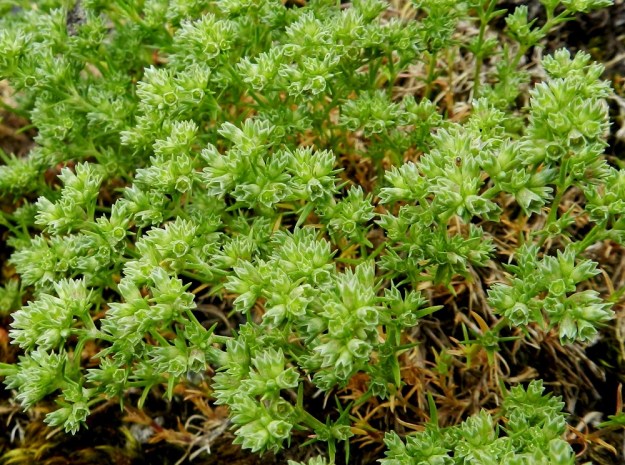 Scleranthus annuus ssp. polycarpos - viherjäsenruohon ssp. suppujäsenruohon kukinnot ovat tiheinä, monikukkaisina sykeröinä. EH, Hämeenlinna, Luhtiala, Aulangonjärven koillisrannan kalliojyrkänne, Levonkallio, 23.6.2012. Copyright Hannu Kämäräinen.