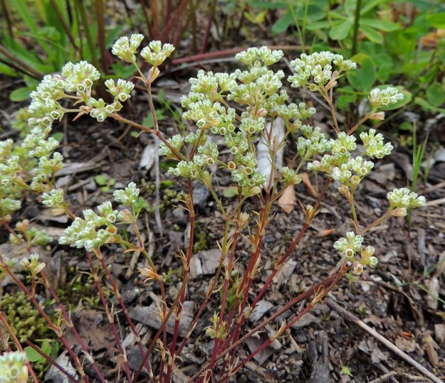 Scleranthus perennis - vaaleajäsenruohon sinivihreät varsilehdet muuttuvat usein jo kukinnan aikana vaaleiksi tai ruskehtaviksi. Kukinto muodostuu peräkkäisistä kaksihaaraviuhkoista, jotka kärkiosassaan tiivistyvät tiheiksi kukkaryhmiksi. 28.7.2015. Copyright Hannu Kämäräinen.