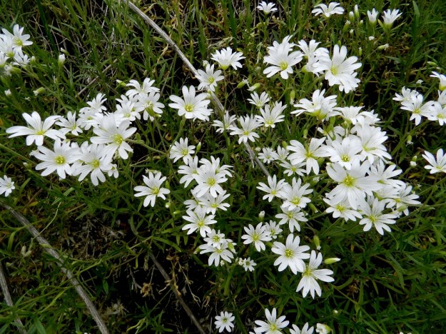 Cerastium arvense - ketohärkin yhdessä kukkavarressa on yleensä 4-10 kukkaa. Kun kukkavarret kasvavat usein tiheinä ryhminä, syntyy kasvupaikoille näyttäviä "kukkakimppuja". EH, Janakkala, Harviala, Alikartanontien vanhan tieuran ja taimistoalueen välinen ketoniittykaista, 9.6.2012. Copyright Hannu Kämäräinen.