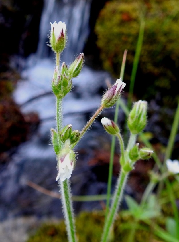 Cerastium fontanum subsp. fontanum - pohjannurmihärkin kukkaperä on tavallisesti 1-2 cm pitkä. Kukan verholehdet ovat puikeat, teräväkärkiset, vihreät ja toisinaan ainakin osittain sinipunaiset sekä kalvolaitaiset. Ne ovat noin 5-8 mm pitkät ja terälehtiä pitemmät, niiden mittaiset tai hieman niitä lyhyemmät. 8.7.2018. Copyright Hannu Kämäräinen.