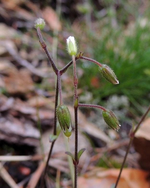 Cerastium fontanum subsp. vulgare var. kajanense - nurmihärkki subsp. piennarnurmihärkki var. kainuunnurmihärkki. Varret ja kukkaperät ovat vihreät tai kuvan tavoin sinipunaiset. Kn, Paltamo, Tololanmäki, Oulujärven Mieslahden Pitkänperän itäpuoli, Matokallio, 11.7.2015. Copyright Hannu Kämäräinen.