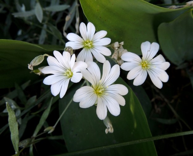 Cerastium tomentosum - hopeahärkin kukinto on tavallisesti 5-15-kukkainen. Teriö on läpimitaltaan noin 25-30 mm. Kuvan vasemmassa laidassa näkyy verholehtiä pitempi kota, joka on yleensä 6-8 mm pitkä. EH, Nokia, Myllyhaka, Rounionkadun laita Melia Oy:n myllyaluetta vastapäätä, tieltä nouseva rinne, 21.6.2016. Copyright Hannu Kämäräinen.