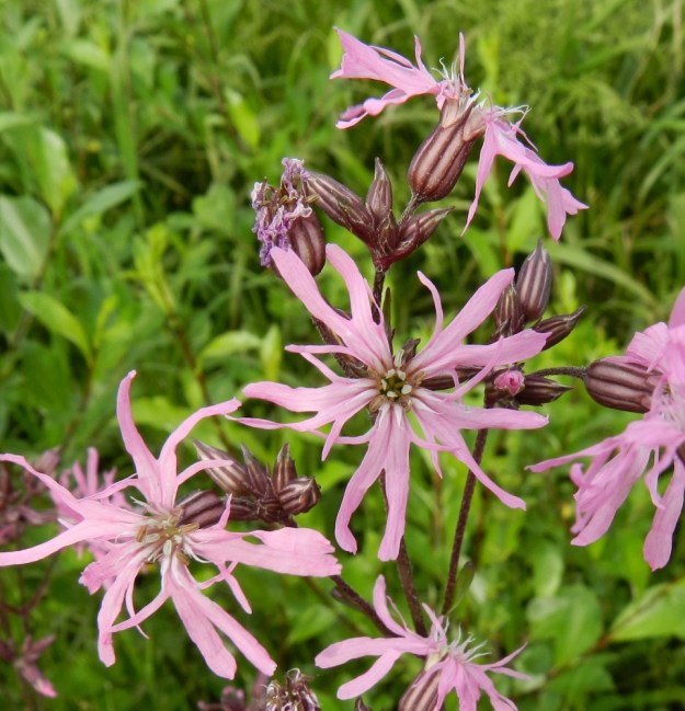 Lychnis flos-cuculi - niittykäenkukan viisi terälehteä ovat kärkeä kohti leveneviä ja päästään syvästi neliliuskaisia. Liuskat ovat kooltaan vaihtelevat ja lähes tasasoukat. Kaksi keskimmäistä ovat siirottavia sivuliuskoja isompia. EH, Hämeenlinna, Pullerinmäki, Tiiriö, Pitkätanhuankadun laitaojan piennar, 16.6.2012. Copyright Hannu Kämäräinen.