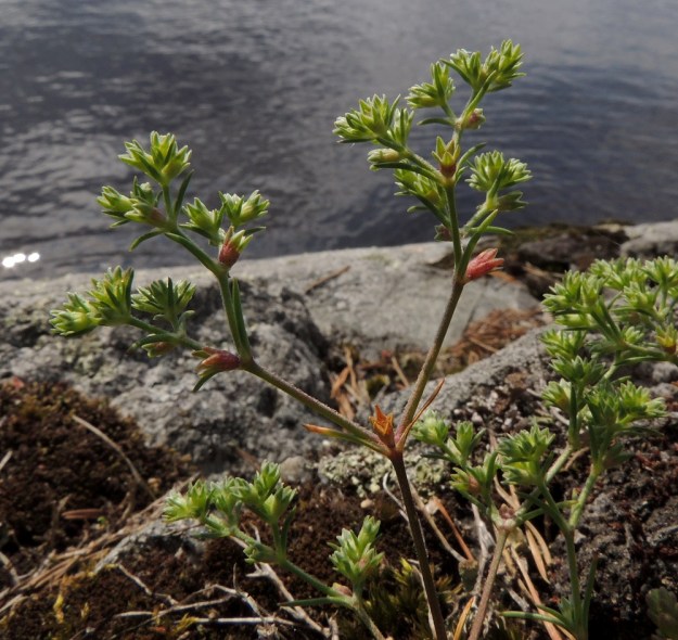 Scleranthus annuus subsp. annuus - viherjäsenruohon subsp. höröjäsenruohon kukat sijaitsevat useimmiten pieninä ryhminä haarojen kärjessä ja yksittäin haarahangoissa. EH, Hattula, Lahdentaka, Vanajaveden Vanajaniemi, Vohlion niemekkeen rantakalliot, 25.6.2016. Copyright Hannu Kämäräinen.