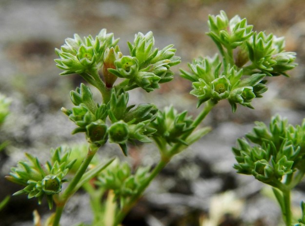 Scleranthus annuus ssp. polycarpos - viherjäsenruohon ssp. suppujäsenruohon kukat ovat monikukkaisina sykeröinä haarojen kärjessä tai yksittäin haarahangoissa. EH, Hämeenlinna, Luhtiala, Aulangonjärven koillisrannan kalliojyrkänne, Levonkallio, 23.6.2012. Copyright Hannu Kämäräinen.