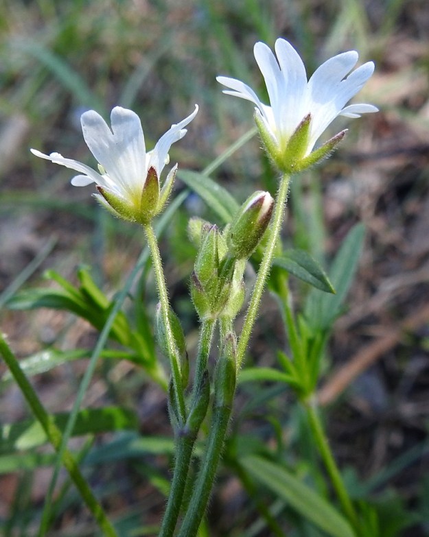 Cerastium arvense - ketohärkin kukinnon tukilehdet ovat puikeat, vihreät ja kärkiosastaan kapeahkosti kalvolaitaiset. Kukkaperät ovat tavallisesti noin 1-2 cm pitkiä. Verholehdet ovat puikeahkot, vihreät ja kalvolaitaiset sekä yleensä noin 4,5-6 mm pitkät. Tukilehdet, kukkaperät ja verholehdet ovat lyhyesti hapsi- ja nystykarvaiset. EH, Hämeenlinna, Ahvenisto, Ahvenistonjärven itäranta, ulkoilureitin laita jyrkän harjurinteen tyvellä, 30.5.2020. Copyright Hannu Kämäräinen.