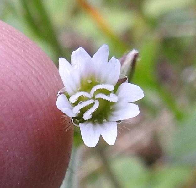 Cerastium fontanum subsp. fontanum - pohjannurmihärkin kukka on noin 6-10 mm leveä terälehtien ollessa avautuneessakin kukassa jonkin verran yläviistot. Kuvassa terälehtien tyvellä näkyviä pieniä heteitä on kymmenen. Luottiin päättyviä, valkoisia emin vartaloita on viisi. 8.7.2018. Copyright Hannu Kämäräinen.