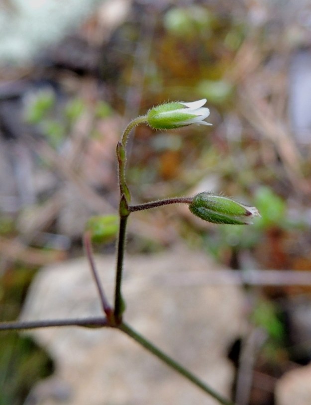 Cerastium fontanum subsp. vulgare var. kajanense - nurmihärkki subsp. piennarnurmihärkki var. kainuunnurmihärkki. Terälehdet ovat valkoiset ja noin 5 mm pitkät. Niiden kärki on matalasti lovipäinen. Ne ovat verholehtiä lyhyemmät, niiden pituiset tai kuvan tavoin hieman niitä pitemmät. Verholehdet ovat puikeat, kalvolaitaiset ja hapsikarvaiset. Pituutta niillä on yleensä 4,5 mm. Kn, Paltamo, Tololanmäki, Oulujärven Mieslahden Pitkänperän itäpuoli, Matokallio, 11.7.2015. Copyright Hannu Kämäräinen.