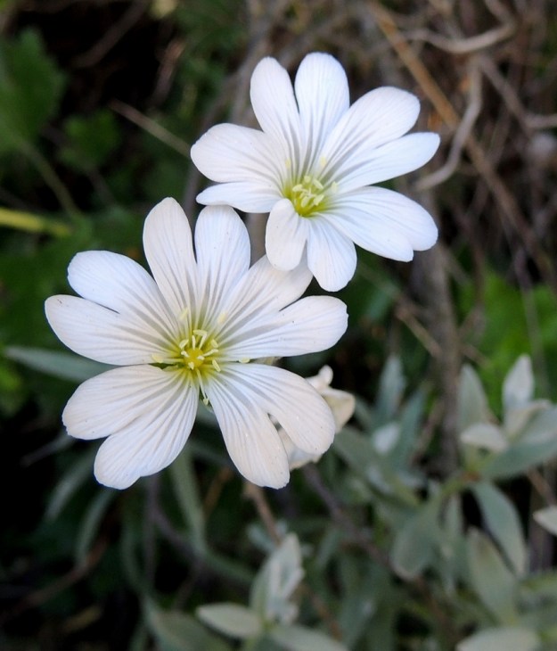 Cerastium tomentosum - hopeahärkillä on viisi valkoista ja päästään noin 4-5 mm syvästi halkoista terälehteä, jotka ovat tavallisesti 13-18 mm pitkät. Heteitä on 10 ja emin vartaloita ja luotteja 5. EH, Nokia, Myllyhaka, Rounionkadun laita Melia Oy:n myllyaluetta vastapäätä, tieltä nouseva rinne, 21.6.2016. Copyright Hannu Kämäräinen.