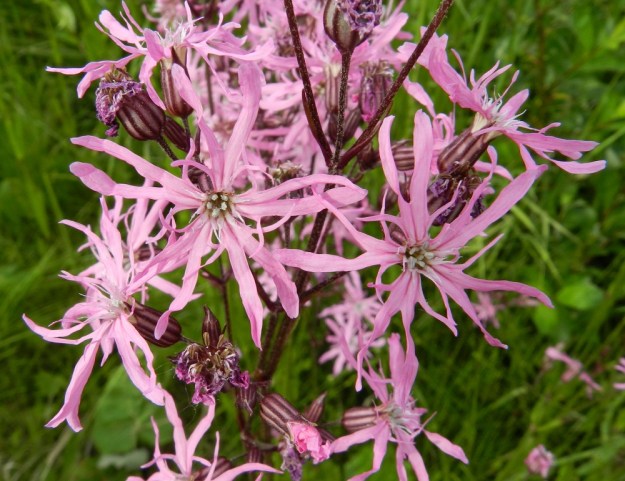 Lychnis flos-cuculi - niittykäenkukan teriön leveys vaihtelee yleensä välillä 25-40 mm. Kukassa on lisäteriö, joka on viisilehtinen ja syvään kapeasti kaksihalkoinen. Väriltään se on terälehtiä vaaleampi ja erottuu sen vuoksi helpommin terälehtien tyven päällä. EH, Hämeenlinna, Pullerinmäki, Tiiriö, Pitkätanhuankadun laitaojan piennar, 16.6.2012. Copyright Hannu Kämäräinen.