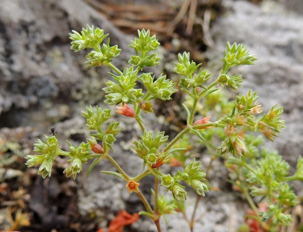 Scleranthus annuus subsp. annuus - viherjäsenruohon subsp. höröjäsenruohon kukat ovat perättömät tai hyvin lyhytperäiset. Kukkapohjuksineen kukalla on mittaa noin 3-4 mm. Verhiönliuskat ovat kukintavaiheessa enintään yläviistot, joten kukan läpimitta on vain noin 1-2 mm. EH, Hattula, Lahdentaka, Vanajaveden Vanajaniemi, Vohlion niemekkeen rantakalliot, 25.6.2016. Copyright Hannu Kämäräinen.
