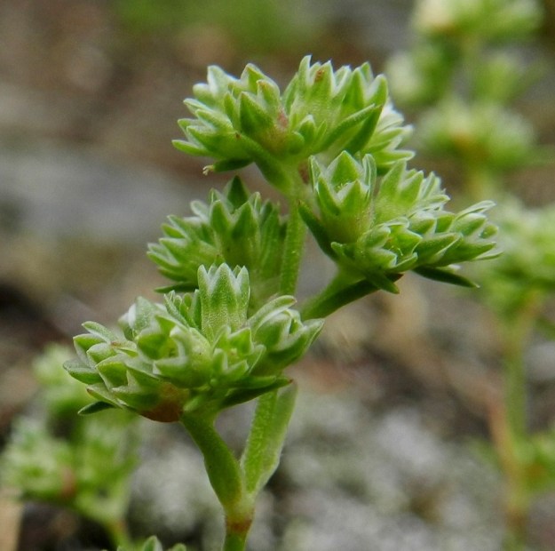 Scleranthus annuus ssp. polycarpos - viherjäsenruohon ssp. suppujäsenruohon kukintohaarat ovat tavallisesti alle senttimetrin pituisia. Ylimpien osakukintojen tukilehdet ovat yleensä enintään kukkien pituiset. Kukka on perätön tai hyvin lyhyperäinen ja noin 2-3,5 mm pitkä. Verhiönliuskat ovat malliltaan kolmiomaisen puikeat ja hyvin kapeasti valkoisen kalvolaitaiset. Pituutta niillä on noin 1-1,5 mm ja niiden kärjet kääntyvät hieman sisäänpäin. EH, Hämeenlinna, Luhtiala, Aulangonjärven koillisrannan kalliojyrkänne, Levonkallio, 23.6.2012. Copyright Hannu Kämäräinen.