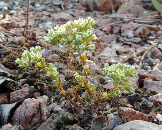 Scleranthus perennis - vaaleajäsenruoho on Suomessa harvinainen uustulokas, joka viihtyy mm. soraisilla, kuivilla kentillä, kallioilla ja valleilla. 27.7.2016. Copyright Hannu Kämäräinen.