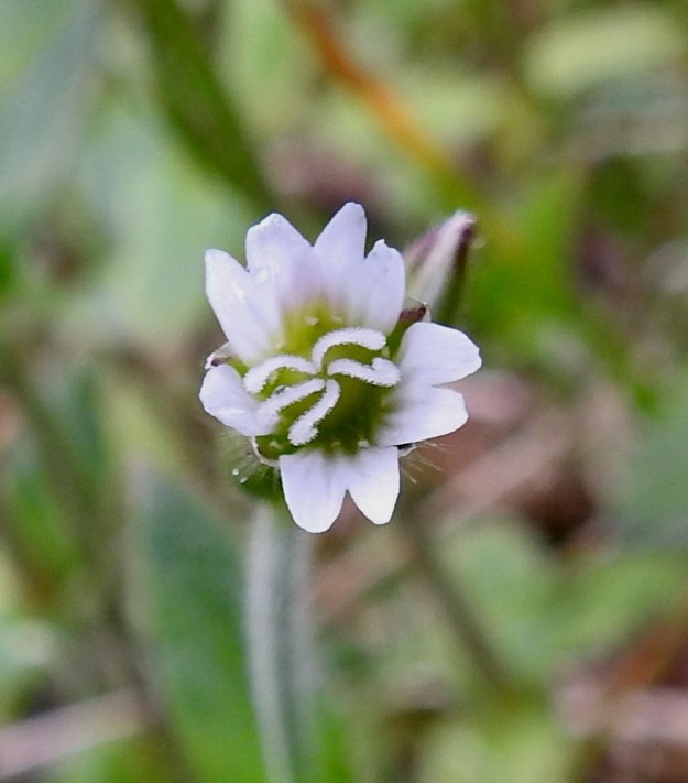 Cerastium fontanum subsp. fontanum - pohjannurmihärkin terälehdet ovat valkoiset ja tavallisesti 6-8 mm pitkät sekä 2-3,5 mm leveät. Niiden kärki on matalasti lovipäinen. Heteitä on kymmenen ja emin vartaloita ja luotteja viisi. 8.7.2018. Copyright Hannu Kämäräinen.