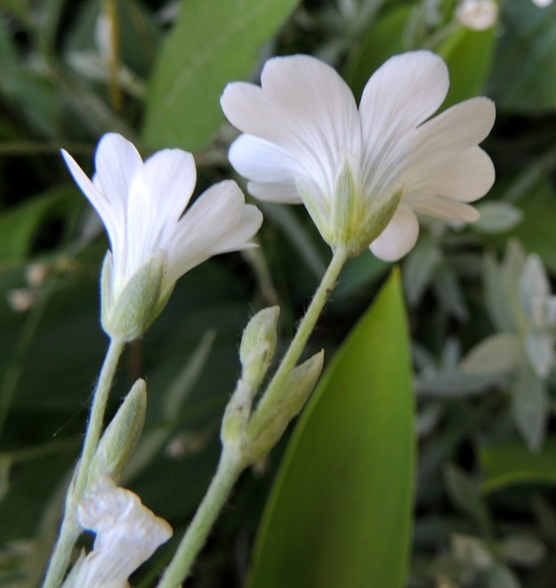 Cerastium tomentosum - hopeahärkin kukan verholehdet ovat soikeat, tiheästä karvoituksesta harmaat ja kalvolaitaiset. Ne ovat yleensä noin 5-7 mm pitkät ja noin 2-3 mm leveät. Terälehdet ovat niitä noin kolme kertaa pitemmät. EH, Nokia, Myllyhaka, Rounionkadun laita Melia Oy:n myllyaluetta vastapäätä, tieltä nouseva rinne, 21.6.2016. Copyright Hannu Kämäräinen.