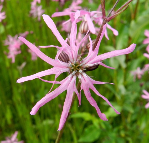Lychnis flos-cuculi - niittykäenkukan kukassa on yleensä kymmenen hedettä ja viisi emin vartaloa ja luottia. Kuvan kukassa viisi hedettä on noussut esiin aiemmin ja viisi on juuri nousemassa. Emiön viisi vartaloa ovat sivulle siirottavia ja äkkiä katsomalla näyttää kuin heteiden kehittyvät ponnet olisivat luottien paikalla. Tarkemmin katsottaessa valkoiset, mutkapäiset luotit näkyvät ponsien vieressä. EH, Hämeenlinna, Pullerinmäki, Tiiriö, Pitkätanhuankadun laitaojan piennar, 16.6.2012. Copyright Hannu Kämäräinen.