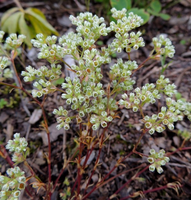 Scleranthus perennis - vaaleajäsenruohon ylimpien osakukintojen tukilehdet eivät yleensä ulotu kukkia ylemmäksi. 27.7.2015. Copyright Hannu Kämäräinen.