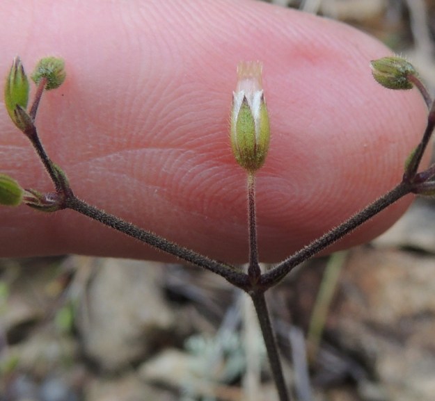 Cerastium fontanum subsp. vulgare var. kajanense - nurmihärkki subsp. piennarnurmihärkki var. kainuunnurmihärkki. Kukintohaarat ja kukkaperät ovat tiheästi ja hyvin lyhyesti hapsikarvaiset. Nystykarvoja ei ole ollenkaan. Kn, Paltamo, Tololanmäki, Oulujärven Mieslahden Pitkänperän itäpuoli, Matokallio, 11.7.2015. Copyright Hannu Kämäräinen.