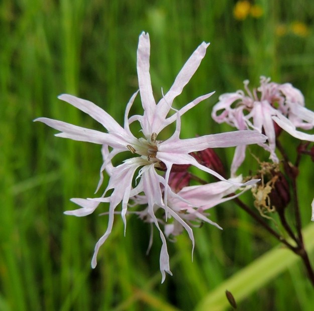 Lychnis flos-cuculi - niittykäenkukan terälehdet ovat yleensä vaaleanpunaiset. Ne voivat toisinaan olla myös tummemman punaiset, kuvan tavoin lähes valkoiset tai aivan valkoiset. EH, Hämeenlinna, Luhtiala, Aulangonjärven koillispuoli, Aulangon-Heikkilän tien varren peltoalue 26.6.2016. Copyright Hannu Kämäräinen.