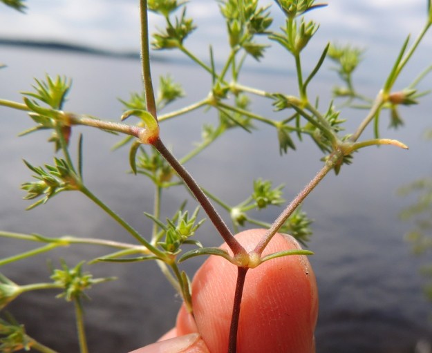 Scleranthus annuus subsp. annuus - viherjäsenruohon subsp. höröjäsenruohon varret ja kukintohaarat ovat toispuolisesti ja lyhyesti kähäräkarvaiset. Varsilehdet ja haarojen tukilehdet ovat usein enemmän tai vähemmän käyrät.  EH, Hattula, Lahdentaka, Vanajaveden Vanajaniemi, Vohlion niemekkeen rantakalliot, 25.6.2016. Copyright Hannu Kämäräinen.