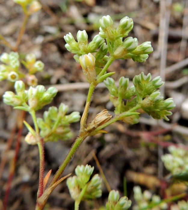 Scleranthus perennis - vaaleajäsenruohon varret ovat toispuolisesti kähäräkarvaiset. Varsilehdet ja kukintohaarojen tukilehdet ovat ruodittomasti vastakkain. Ne ovat lähes neulasmaiset tai tasasoukat ja teräväkärkiset sekä tavallisesti noin 6-10 mm pitkät. Kukat ovat perättömiä ja noin 3-4 mm pitkiä. 28.7.2015. Copyright Hannu Kämäräinen.