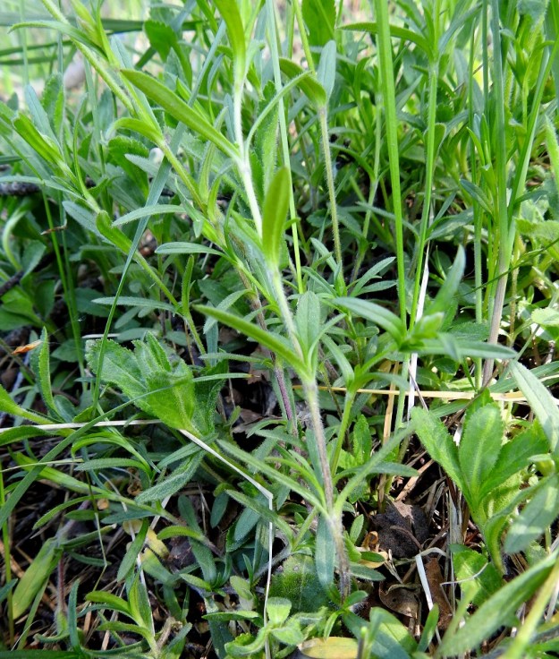 Cerastium arvense - ketohärkin löyhän mattomaisissa kasvustoissa on kukallisten versojen lisäksi runsaasti myös kukattomia versoja, jotka ovat tavallisesti noin 5-15 cm pitkiä. Kuvassa myös lehdiltään leveämpiä ja hammaslaitaisia rohtotädykkeen, Veronica officinalis, versoja. EH, Hämeenlinna, Ahvenisto, Ahvenistonjärven itäranta, ulkoilureitin laita jyrkän harjurinteen tyvellä, 30.5.2020. Copyright Hannu Kämäräinen.