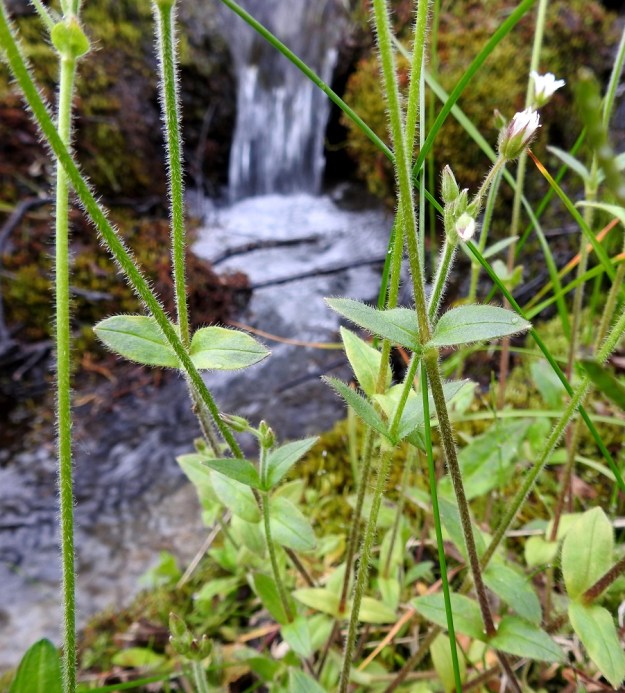 Cerastium fontanum subsp. fontanum - pohjannurmihärkin lehdet ovat vastakkaiset, ruodittomat ja soikean pitkulaiset tai puikeat. 8.7.2018. Copyright Hannu Kämäräinen.