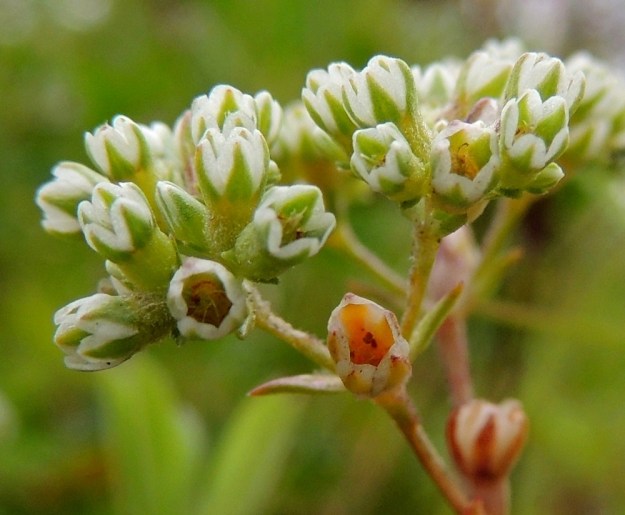 Scleranthus perennis - vaaleajäsenruohon kukan pohjus on ruukkumainen sekä toispuolisesti ja lyhyesti kähäräkarvainen Verhiönliuskoja on viisi ja ne ovat soikeat tai leveän puikeat ja tylpät sekä leveästi valkoisen kalvolaitaiset. Pituutta niillä on noin 1,5-2 mm. Kukinnan jälkeen ja hedelmävaiheessa verhiönliuskat ovat pystyt ja yksisiemeninen pähkylä jää kukan sisälle näkymättömiin. 27.7.2015. Copyright Hannu Kämäräinen.