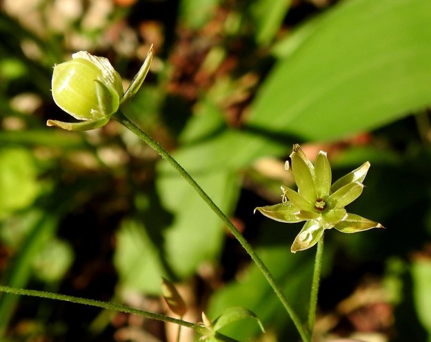 Rabelera holostea (Stellaria holostea) - kevättähtimön kota on pallomainen tai leveän munamainen sekä noin 6-8 mm pitkä ja lähes yhtä paksu. Se on väriltään kellanvihreä, kiiltävä ja suunnilleen verholehtien pituinen. Kota avautuu kuusiliuskaisesti alas asti. EH, Hämeenlinna, Aulanko, luonnonsuojelualue, Metsälammen pohjoispuoli, metsänlaita, 20.6.2020. Copyright Hannu Kämäräinen.