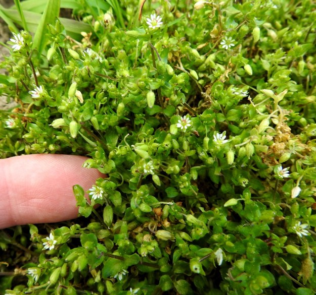 Stellaria media - pihatähtimö voi paahteisella ja suojattomalla paikalla jäädä aivan minikokoiseksi, jolloin varsille kertyy pituutta vain viitisen senttiä ja lehtien pituus jää jopa alle 5 mm:n. Kosteuden sitomiseksi kasvustosta muodostuu mattomaisen tiivis ja usein laaja. Nopeasti katsoen ei uskoisikaan, että kuvasarjan kolme ensimmäistä otosta esittävät samaa lajia. EH, Hämeenlinna, Loimalahti, Hirsimäki, Sammontorpantien varsi puiston laidassa, 28.5.2020. Copyright Hannu Kämäräinen.