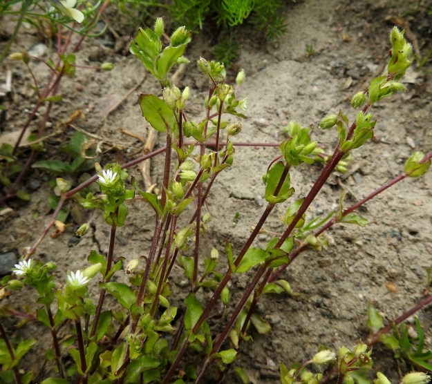 Stellaria media - pihatähtimö on usein karummilla ja paahteisemmilla kasvupaikoilla varsiltaan sinipunainen ja vähemmän rehevä. EH, Hämeenlinna, Loimalahti, Sampo, Sammonojantien laita, 29.5.2020. Copyright Hannu Kämäräinen.