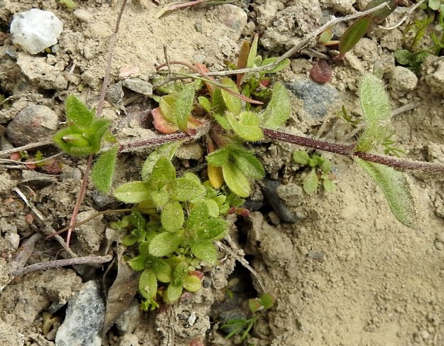 Cerastium fontanum subsp. vulgare var. vulgare - nurmihärkki subsp. piennarnurmihärkki var. arkinurmihärkki. Kukattomia tyviversoja on yleensä vähän tai ne puuttuvat kokonaan. EH, Hämeenlinna, Majalahti, Louhoksentien varren maankaatopaikka, 4.6.2020. Copyright Hannu Kämäräinen.