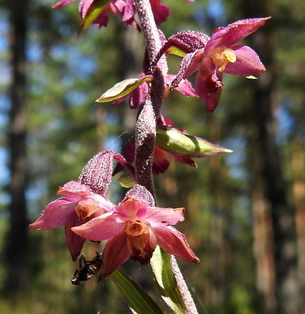 Epipactis atrorubens - tummaneidonvaipan pääasiallisina pölyttäjiä ovat yhteiskunta-ampiaiset ja yksinään elävät pikkuampiaiset. Hyönteiset eivät tässä kämmekässä joudu huijatuiksi, vaan ne saavat mettä huulen peräosan kupista, joka näkyy hyvin alimmassa, pölytetyssä kukassa, josta huulen kärkiosa on jo kokonaan kuihtunut. Luonnossa huijaajia kuitenkin riittää. Hämähäkki on osannut virittää pyydyksensä juuri kukan eteen niin, että yhden pölyttäjän lento on katkennut siihen. U, Hanko, 14.7.2020. Copyright Hannu Kämäräinen.