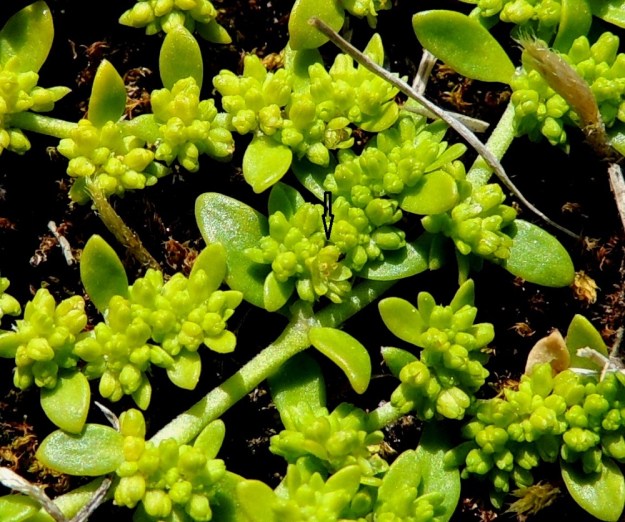 Herniaria glabra - ketotyräruohon kukka voi toisinaan olla myös 4-lukuinen (kuvassa nuoli). A, Eckerö, Storby, postitalon pihaketo nurmikkoalueen reunalla, 12.6.2014. Copyright Hannu Kämäräinen.
