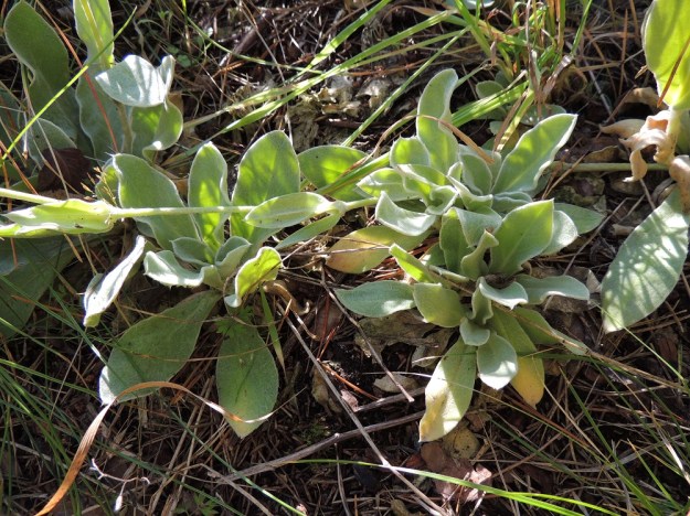 Lychnis coronaria - harmaakäenkukka kasvattaa ensin lehtiruusukkeita, joista osaan nousee myöhemmin kukintovarsi. Ruusukelehdet ovat siipipalteisesti ruodilliset. Ne ovat soikeahkot ja ruotineen tavallisesti 5-15 cm pitkät ja leveimmältä kohtaa noin 1-3 cm leveät. EH, Hämeenlinna, Loimalahti, Kuokkamaa, vanhan Sammon kaatopaikan täyttökumpu, metsän reuna, 15.8.2016. Copyright Hannu Kämäräinen.