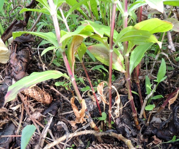 Saponaria officinalis - rohtosuopayrtin alemmat lehdet ovat lyhyesti ja palteisesti ruodilliset. Varret ovat vihreät tai vaihtelevasti sinipunaiset. EH, Hämeenlinna, Majalahti, Louhoksentien varrella oleva maankaatopaikka, alueen loppuun täytetty ja tasattu laita, 24.7.2016. Copyright Hannu Kämäräinen.