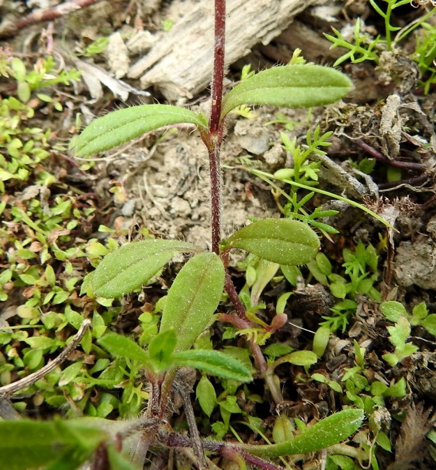 Cerastium fontanum subsp. vulgare var. vulgare - nurmihärkki subsp. piennarnurmihärkki var. arkinurmihärkki. Varret ovat vihreät tai sinipunaiset sekä hapsi- ja usein myös nystykarvaiset. Lehdet ovat vastakkaiset ja ruodittomat tai alaosassa lyhytruotiset. Malliltaan ne ovat soikeat, kapean soikeat tai tyvellä lusikkamaiset. EH, Hämeenlinna, Majalahti, Louhoksentien varren maankaatopaikka, 4.6.2020. Copyright Hannu Kämäräinen.