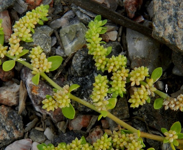 Herniaria glabra - ketotyräruohon hedelmä on soikeahko, noin 0,7-1 mm pitkä ja yksisiemeninen pähkylä, joka on verhiötä hieman pitempi. Lehtien tyvellä ovat kalvomaiset korvakkeet, jotka ovat noin 0,3-1,3 mm pitkät (kuvassa nuolet). PK, Joensuu, Penttilä, ratapiha Suvantosillan eteläpuolella, 21.7.2010. Copyright Hannu Kämäräinen.