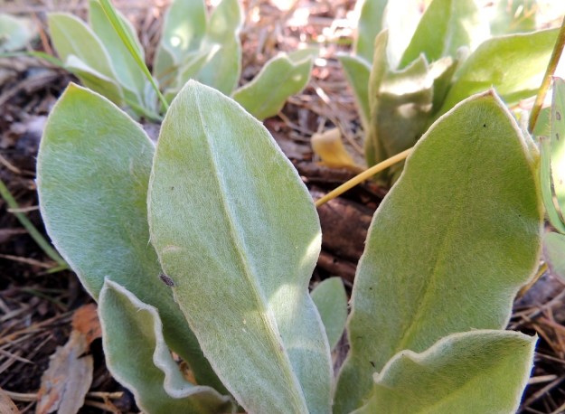 Lychnis coronaria - harmaakäenkukan ruusukelehdet ovat molemmin puolin tiheän ja valkoisen huopakarvan peitossa. EH, Hämeenlinna, Loimalahti, Kuokkamaa, vanhan Sammon kaatopaikan täyttökumpu, metsän reuna, 15.8.2016. Copyright Hannu Kämäräinen.