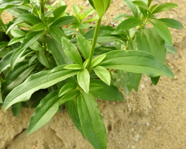 Saponaria officinalis - rohtosuopayrtin lehdet ovat pareittain vastakkain. Lehtihangoissa on usein myös pieniä lehtipareja lyhyiden haarojen alkuna. Ylemmät lehdet ovat ruodittomat. Lehtilavan muoto vaihtelee soikeasta soikean puikeaan tai suikeahkoon. Pituutta sillä on tavallisesti 5-10 cm ja leveyttä leveimmältä kohtaa noin 1,5-4 cm. EH, Hämeenlinna, Ojoinen, Paroinen, jätevedenpuhdistamon kompostiauma-alueen laitavalli, 8.9.2018. Copyright Hannu Kämäräinen.