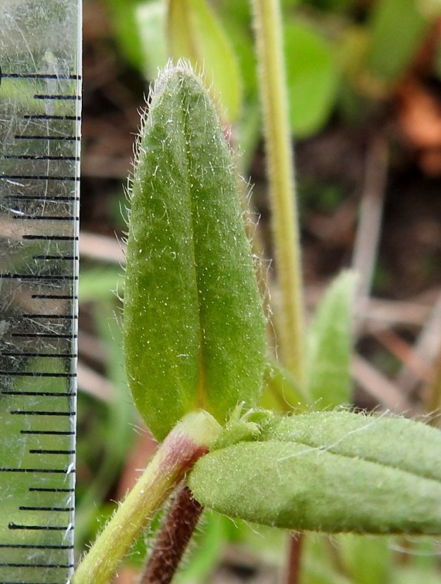 Cerastium fontanum subsp. vulgare var. vulgare - nurmihärkki subsp. piennarnurmihärkki var. arkinurmihärkki. Erityisesti varren yläosassa lehdet voivat olla myös puikeahkot. Pituutta lehdillä on yleensä noin 10-30 mm ja leveyttä leveimmältä kohtaa noin 2-8 mm (kuvan lehti 20 mm x 8,5 mm). Ne ovat laidoiltaan ripsimäisesti hapsikarvaiset ja usein myös nystykarvaiset. Lehtipinnat ovat enemmän tai vähemmän hapsikarvaiset ja yleensä, kuten kuvassa, myös nystykarvaiset. EH, Hämeenlinna, Majalahti, Louhoksentien varren maankaatopaikka, 4.6.2020. Copyright Hannu Kämäräinen.