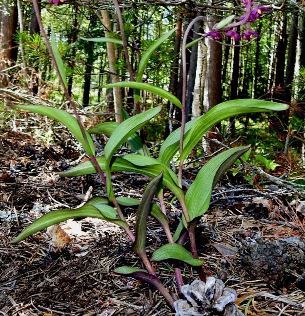 Epipactis atrorubens - tummaneidonvaipan alemmat ja varren keskiosan lehdet ovat lähinnä soikeita, lyhyttuppisia ja sepiviä sekä yleensä jossain määrin kouruisia. Ylempänä lehdet ovat ruodittomia ja kapeanpuikeita tai suikeita. Lehdet ovat yleensä 3-7 cm pitkiä ja alempana noin 1,5-3,5 cm leveitä sekä ylhäällä enintään noin 1 cm leveitä. U, Hanko, 14.7.2020. Copyright Hannu Kämäräinen.