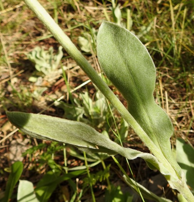 Lychnis coronaria - harmaakäenkukan varsilehdet ovat vastakkaiset, ruodittomat tai jossain määrin sepivät. Malliltaan ne vaihtelevat kapeanpuikeasta kapeansoikeaan ja suikeahkoon. Toisinaan lehtireuna on kuvan tavoin aaltoileva. Pituutta varsilehdillä on tavallisesti 2,5-10 cm ja leveyttä leveimmältä kohtaa noin 0,7-2 cm. Ne ovat ruusukelehtien tavoin huopakarvaiset. EH, Hämeenlinna, Loimalahti, Kuokkamaa, vanhan Sammon kaatopaikan täyttökumpu, metsän reuna, 9.8.2017. Copyright Hannu Kämäräinen.