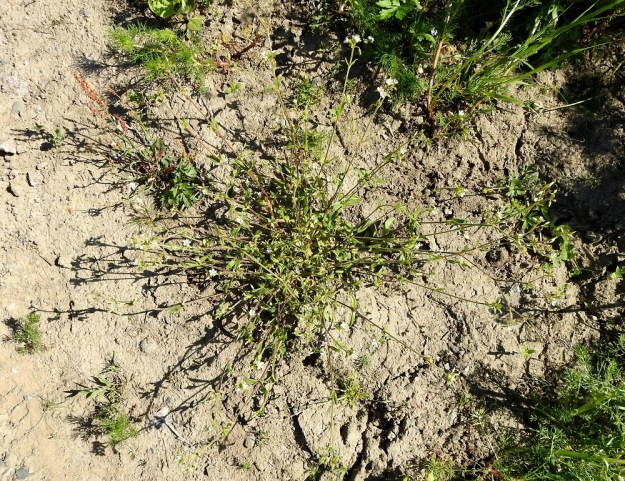 Cerastium fontanum subsp. vulgare var. vulgare - nurmihärkki subsp. piennarnurmihärkki var. arkinurmihärkki on ylivoimaisesti Suomen runsain, yleisin ja laaja-alaisin härkki. Varsinkin kukinnan edistyessä se muodostaa usein runsasvartisia tuppaita, joissa varret rentoina tai kohenevina suuntautuvat joka taholle. EH, Hämeenlinna, Loimalahti, Sampo, Sammonojantien varren uudisnurmikkoalue, 13.6.2020. Copyright Hannu Kämäräinen.