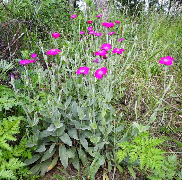 Lychnis coronaria - harmaakäenkukka on pysty tai koheneva ja tavallisesti noin 30-90 cm korkea ruoho, jonka varret haarovat harvakseen yleensä vain kukinto-osastaan. EH, Hämeenlinna, Loimalahti, Kuokkamaa, vanhan Sammon kaatopaikan täyttökumpu, metsän reuna, 18.7.2020. Copyright Hannu Kämäräinen.