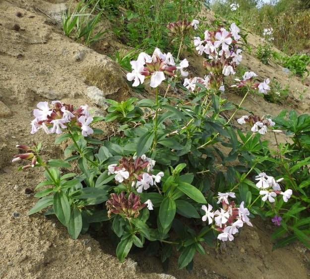 Saponaria officinalis - rohtosuopayrtti on Suomessa vanha hyötykasvi, jonka nykykannat enemmän tai vähemmän luonnonympäristöissä ovat kuitenkin jäänteitä ja karkulaisia lajin perennaistutuksista. Vahva juurakko kasvattaa monivartisia kasvustoja ja pitkälle rönsyävät maavarret auttavat levittäytymistä. Laji leviää uusille kasvupaikoille myös maansiirtotöissä, kuten kuvan yksilötkin. Uudeksi aluksi riittää maa-aineksen mukana saapunut pätkä maavartta. EH, Hämeenlinna, Ojoinen, Paroinen, jätevedenpuhdistamon kompostiauma-alueen laitavalli, 8.9.2018. Copyright Hannu Kämäräinen.