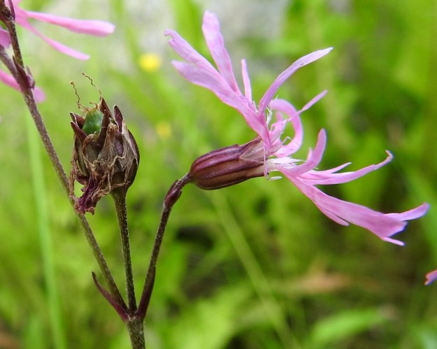 Lychnis flos-cuculi - niittykäenkukan kota on munamainen ja vihreä sekä noin 8-13 mm pitkä ja 6-10 mm leveä. Se on noin verhiön mittainen tai hieman sitä pitempi. EH, Hämeenlinna, Loimalahti, Sampo, Sammonojassa olevan leveämmän lammikon ranta, 8.7.2020. Copyright Hannu Kämäräinen.
