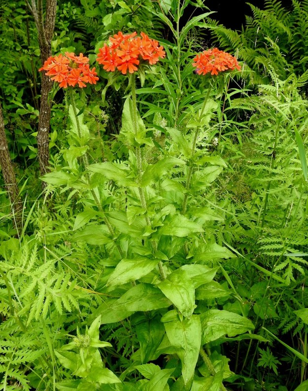 Lychnis chalcedonica - palavarakkaus on pysty ja tanakkavartinen sekä lähes haaraton. Lehtihankoihin kyllä kehittyy kuvan tavoin lyhyitä kukattomia haaroja, joista usein on näkyvillä vain pieniä lehtipareja. EH, Hämeenlinna, Loimalahti, Kuokkamaa, Sammontien ja laitametsikön välinen piennar Myllyojan länsipuolella, 4.7.2020. Copyright Hannu Kämäräinen.